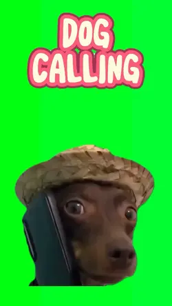 Dog Calling