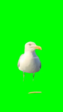Bird Breaks Glass