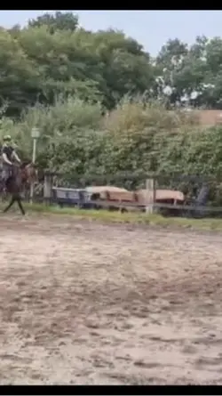 Pferde