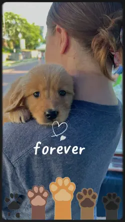 Pet Dog