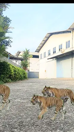 Sekelompok Harimau