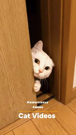 Funny Cats 