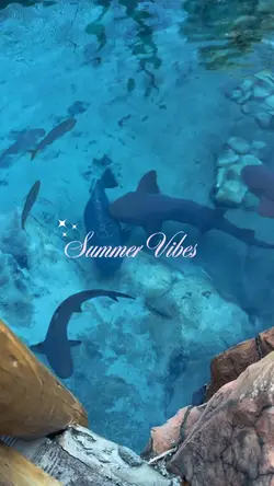 Summer Vibes 