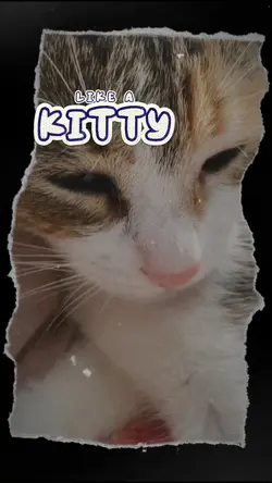 Kitten Lyrics 