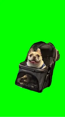 Dog talking 