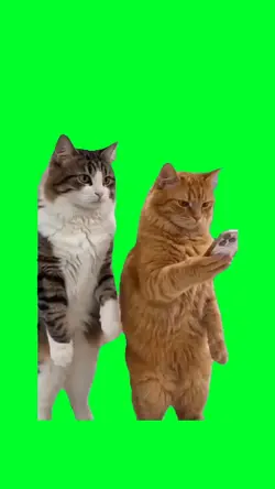 Cat told no