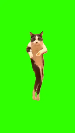 Chat danse trend