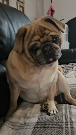 Pennythepug