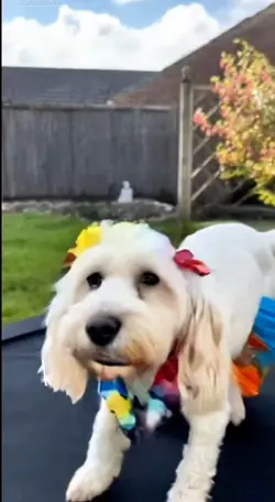Dancing dog