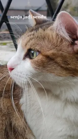 Kehilangan Kucing