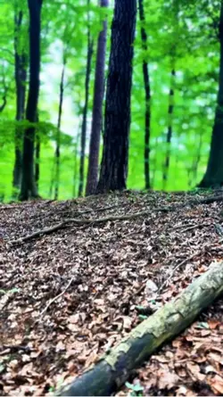 Nature slowmo