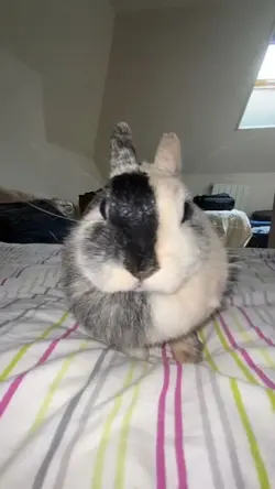 bunny 