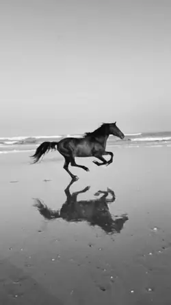 SlowMo 
