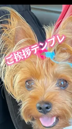 写真1枚と動画1本15秒で💕告知やご挨拶