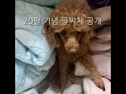 글씨체