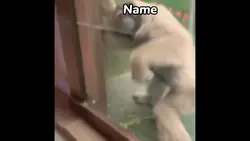 Funny orangutan 