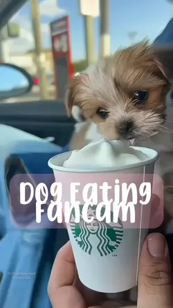 Dog Eat Fancam