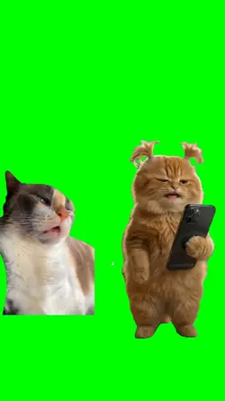 cat singing wakawaka
