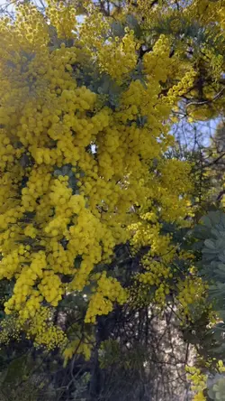 Acacia pycnantha🌼
