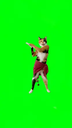 cat dance meme 