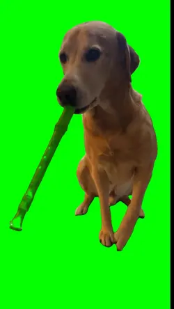Dog play flute 