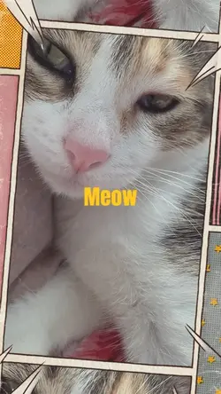 Pet Lyrics