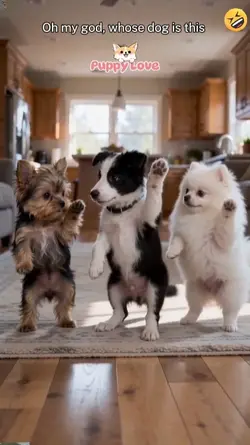 Funny Dance Trend