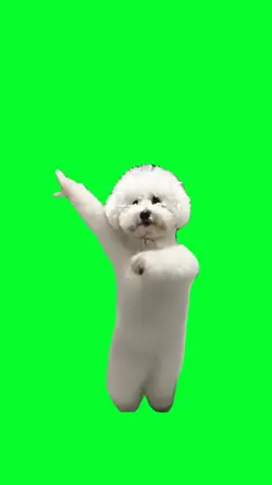 funny dancing dog