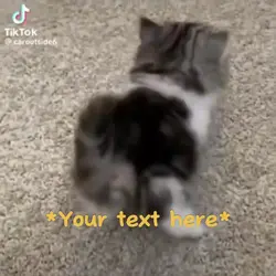 Funny Cats