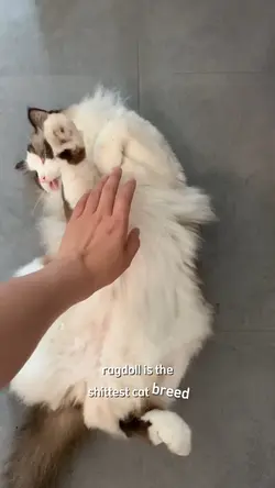 Ragdoll cats!