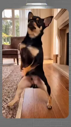 dancing dog