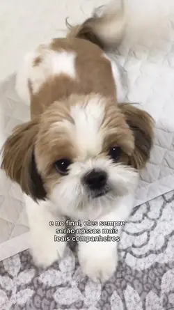 cachorro