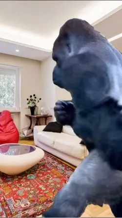 Gorilla