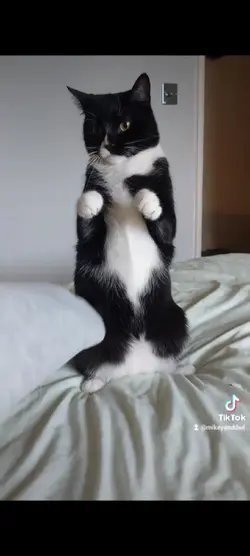 mikey kitten 
