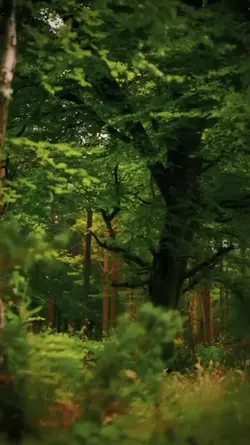 Mentahan Video