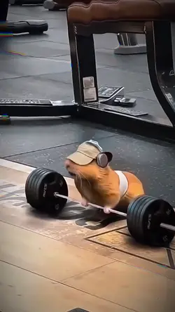 chuột nâng tạ