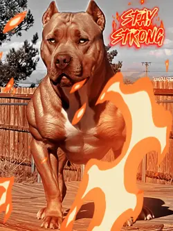 Pit Bull 