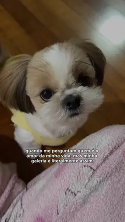 amor da minha vida