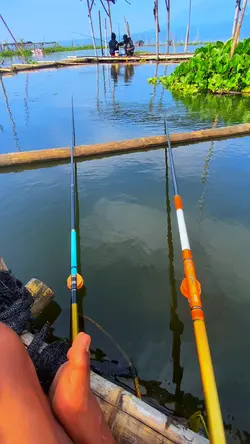 mancing mania