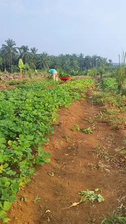 panen kebun