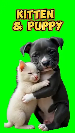 Kitten & Puppy