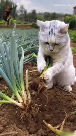 Farmer ai cat video 