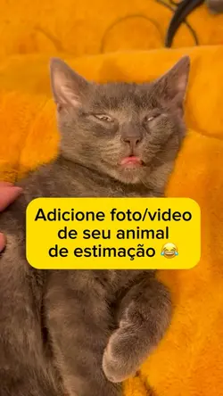 Meme gatos