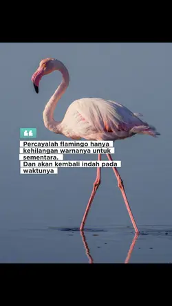 flamingo era
