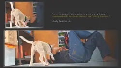 Pecinta Anjing
