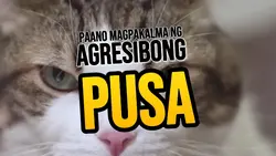 AGRESIBONG MIAW MIAW