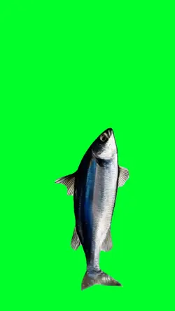 Spinning fish meme