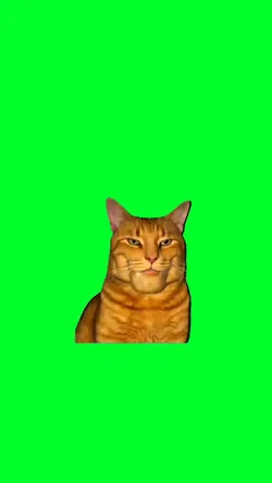 Miguel cat mewing