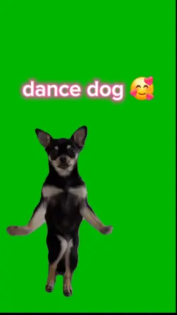 dance dog