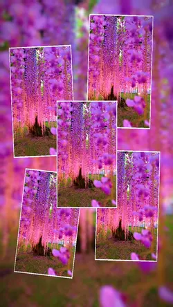 6 clip or photo 